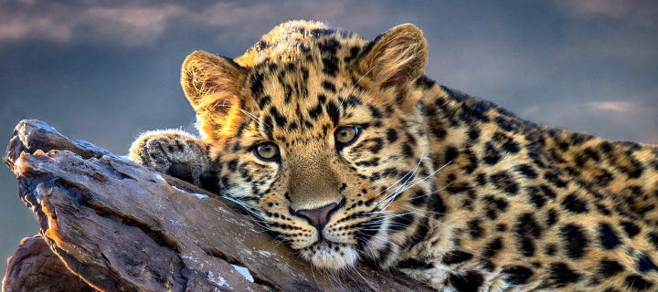 Das Sad Leopard Wallpaper 720x320