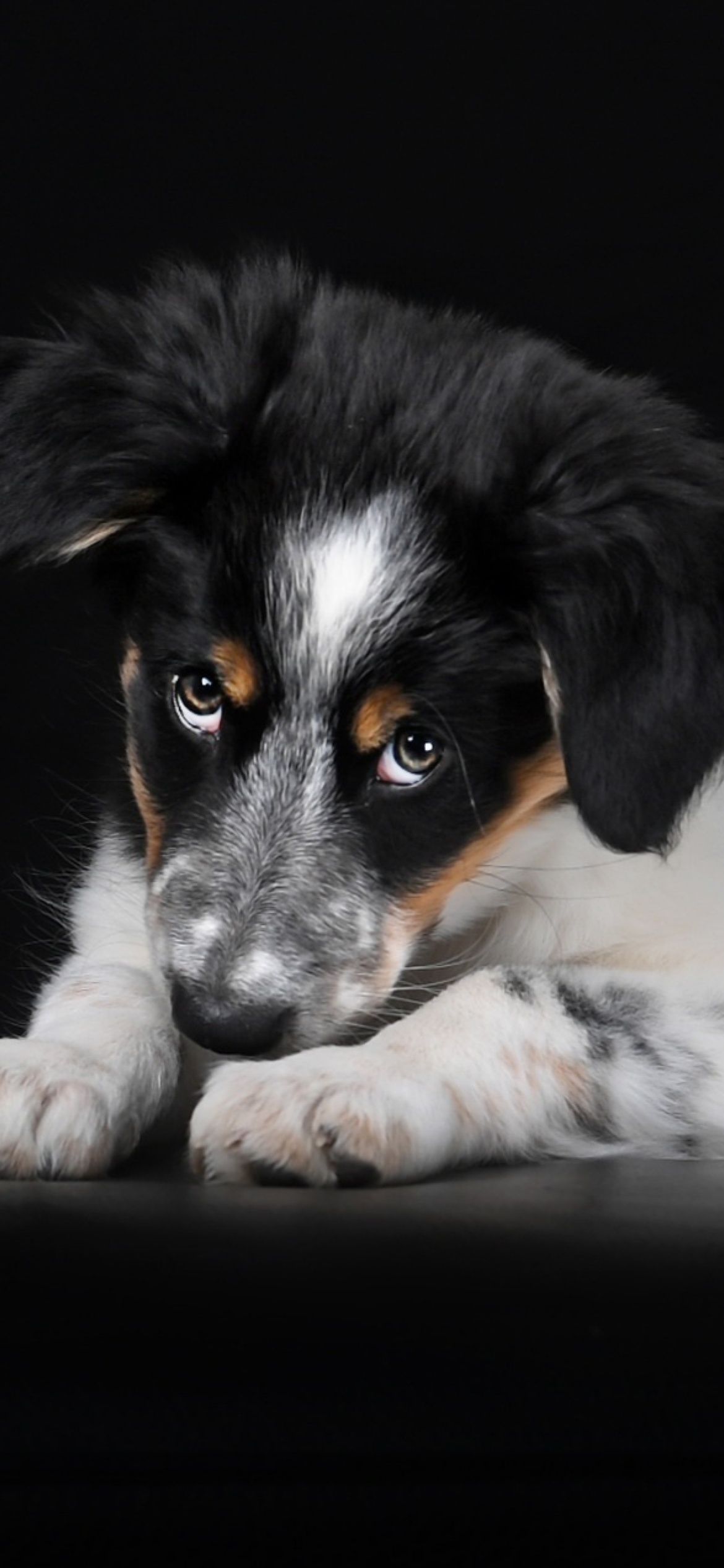 Bernese Mountain Dog wallpaper 1170x2532