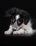 Обои Bernese Mountain Dog 128x160