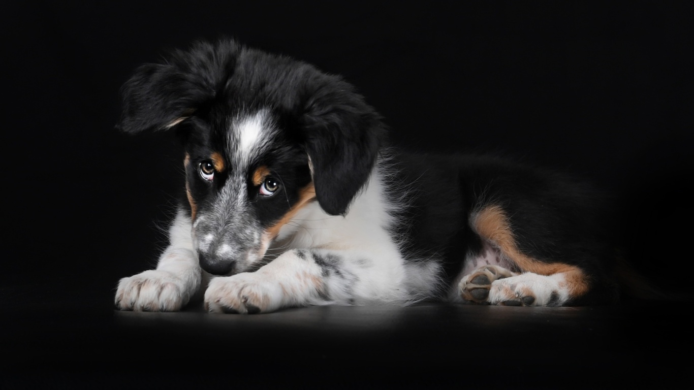 Bernese Mountain Dog wallpaper 1366x768