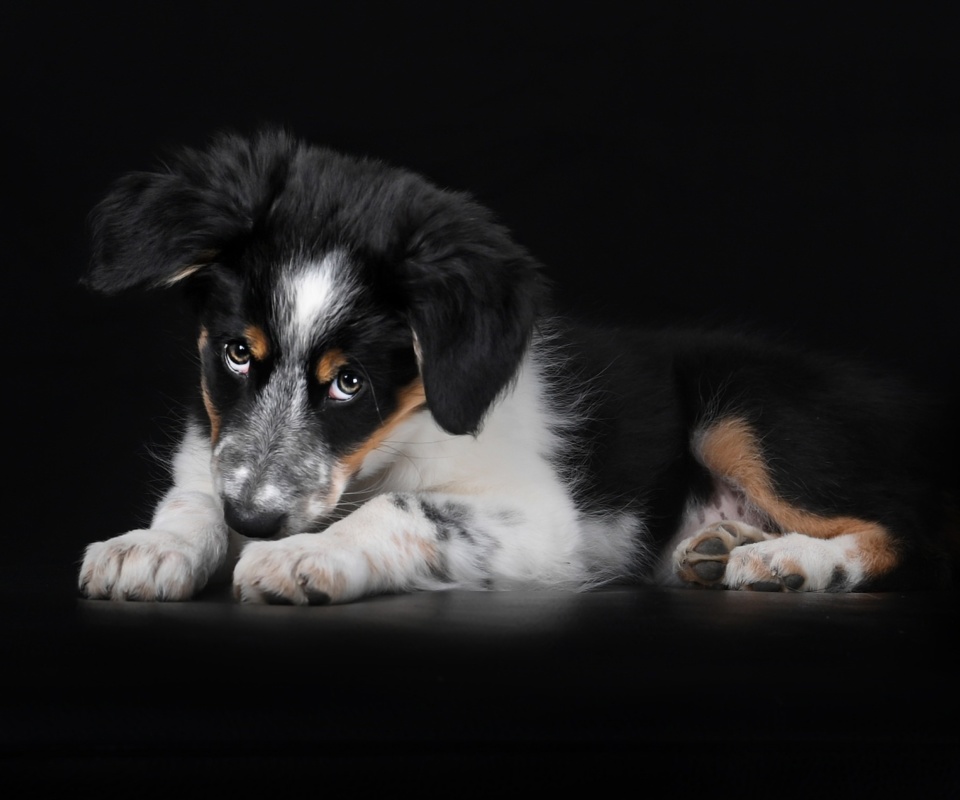 Bernese Mountain Dog screenshot #1 960x800