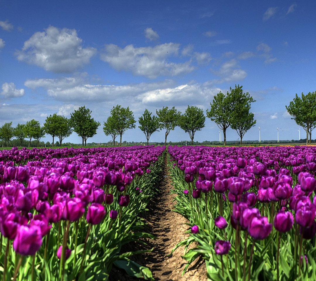Purple Tulip Field In Holland wallpaper 1080x960