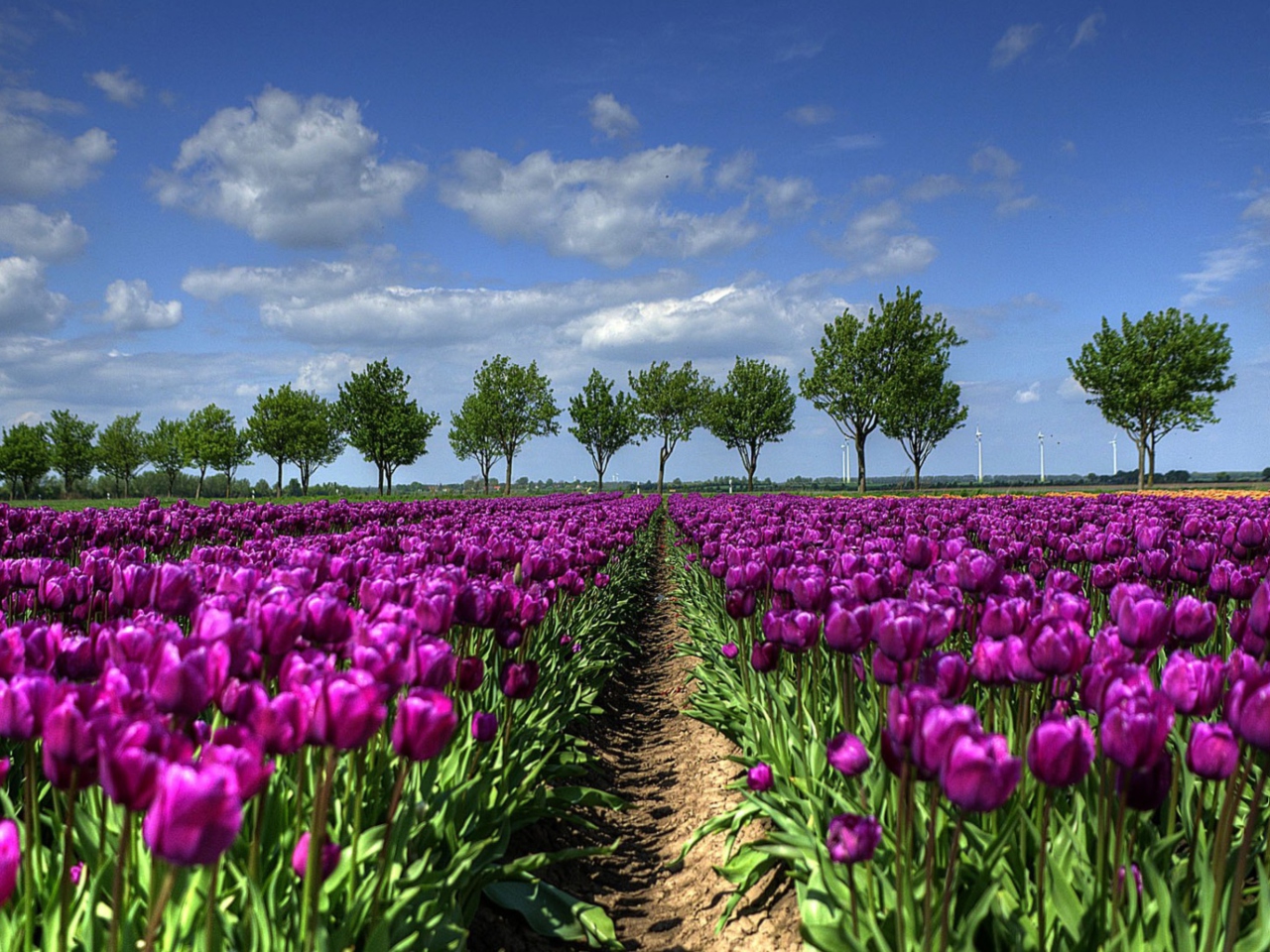 Обои Purple Tulip Field In Holland 1280x960