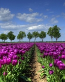 Обои Purple Tulip Field In Holland 128x160