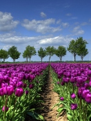 Purple Tulip Field In Holland screenshot #1 132x176