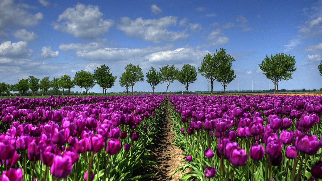 Обои Purple Tulip Field In Holland 1366x768