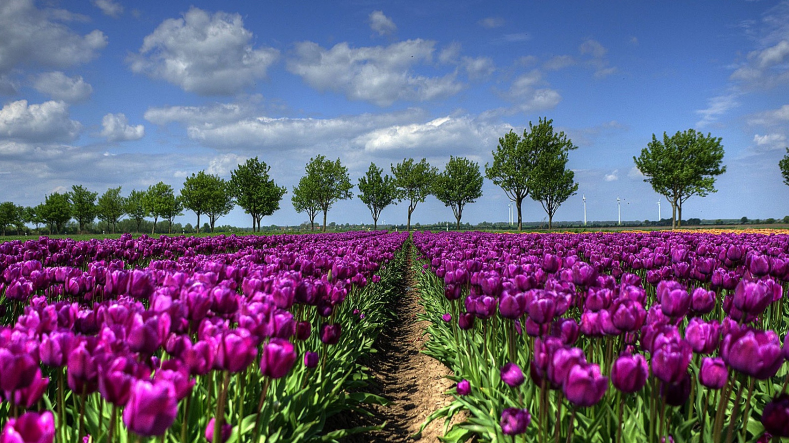 Purple Tulip Field In Holland wallpaper 1600x900