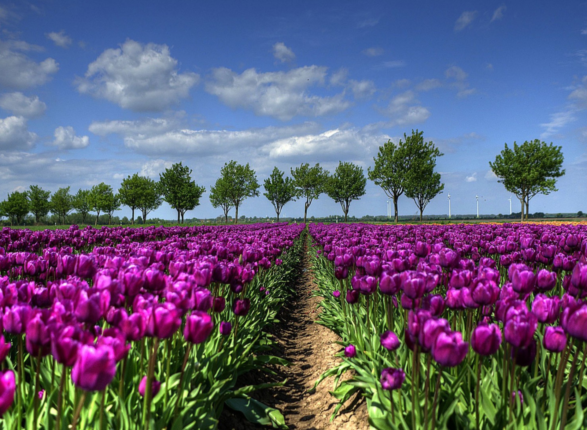 Das Purple Tulip Field In Holland Wallpaper 1920x1408