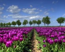 Das Purple Tulip Field In Holland Wallpaper 220x176