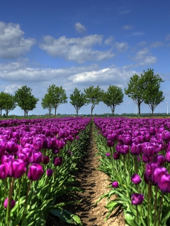 Das Purple Tulip Field In Holland Wallpaper 240x320