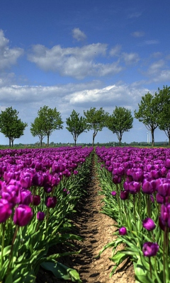 Обои Purple Tulip Field In Holland 240x400