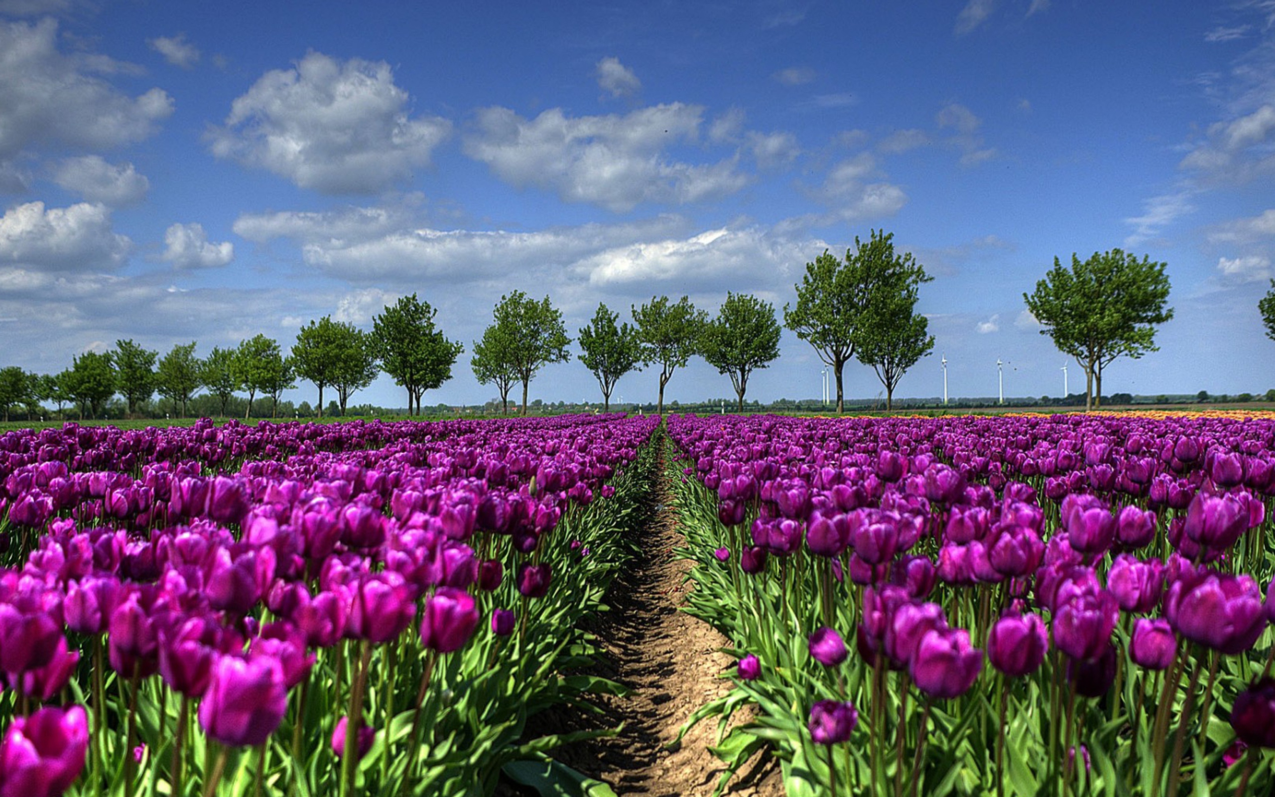 Purple Tulip Field In Holland wallpaper 2560x1600
