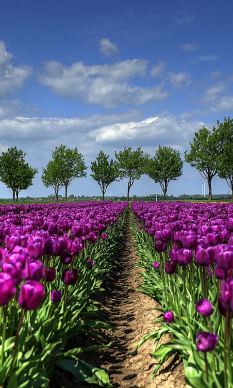 Das Purple Tulip Field In Holland Wallpaper 480x800