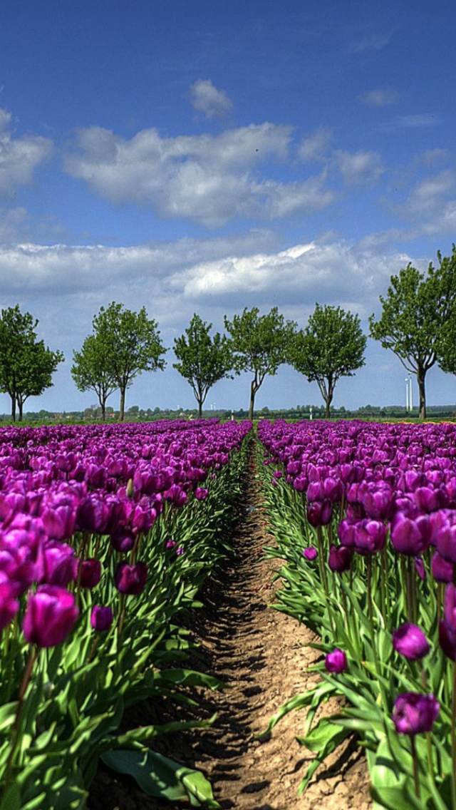 Purple Tulip Field In Holland wallpaper 640x1136