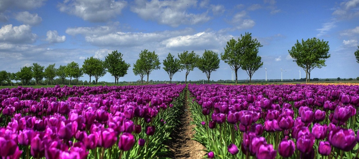 Fondo de pantalla Purple Tulip Field In Holland 720x320