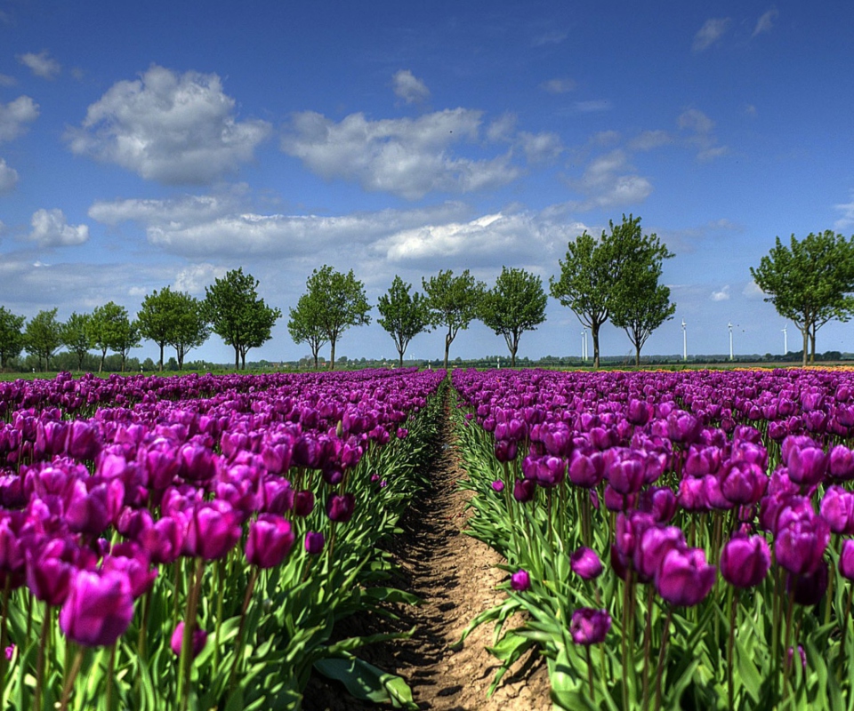 Das Purple Tulip Field In Holland Wallpaper 960x800