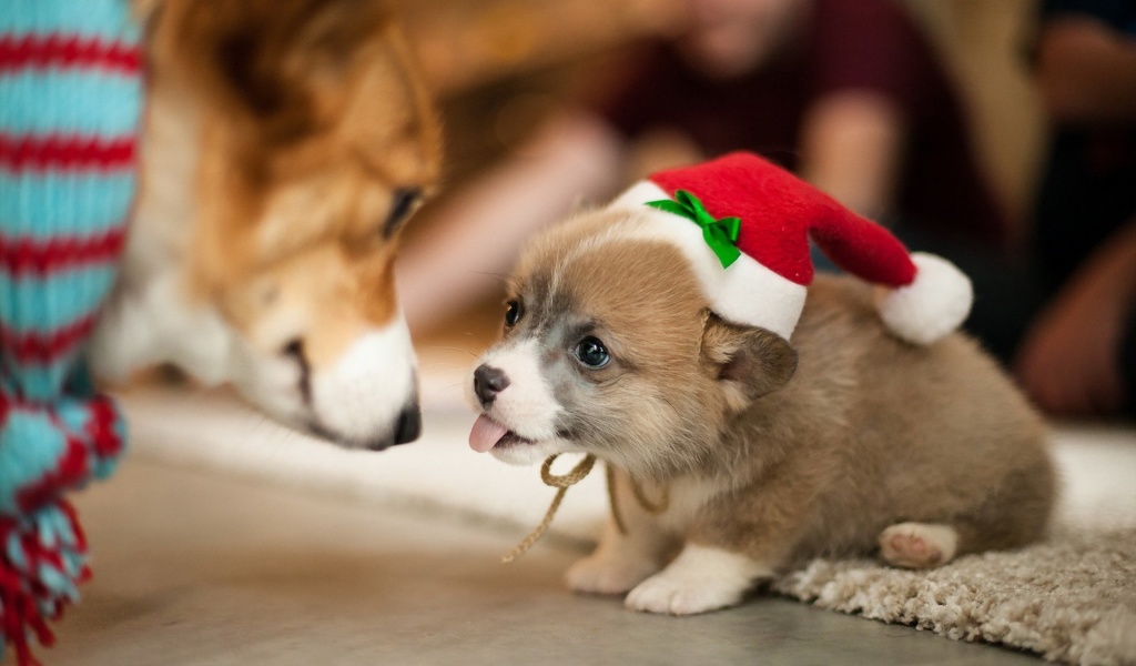 Обои Christmas Puppy Apparel 1024x600