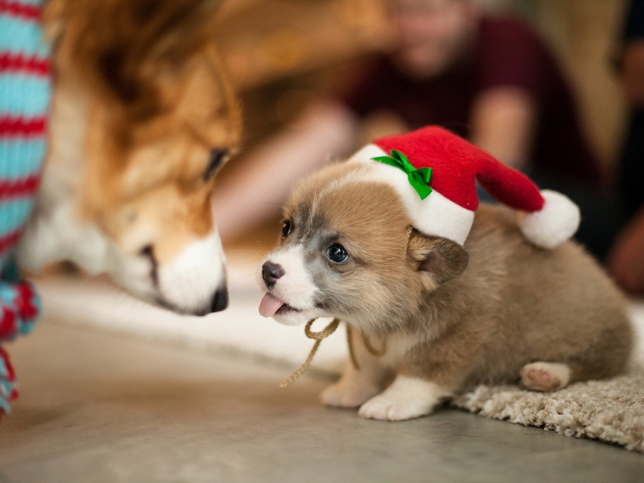 Fondo de pantalla Christmas Puppy Apparel 1280x960