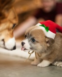 Обои Christmas Puppy Apparel 128x160