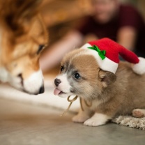 Fondo de pantalla Christmas Puppy Apparel 208x208