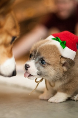 Обои Christmas Puppy Apparel 320x480