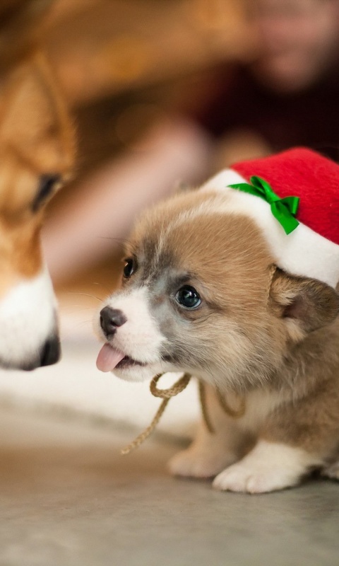 Обои Christmas Puppy Apparel 480x800
