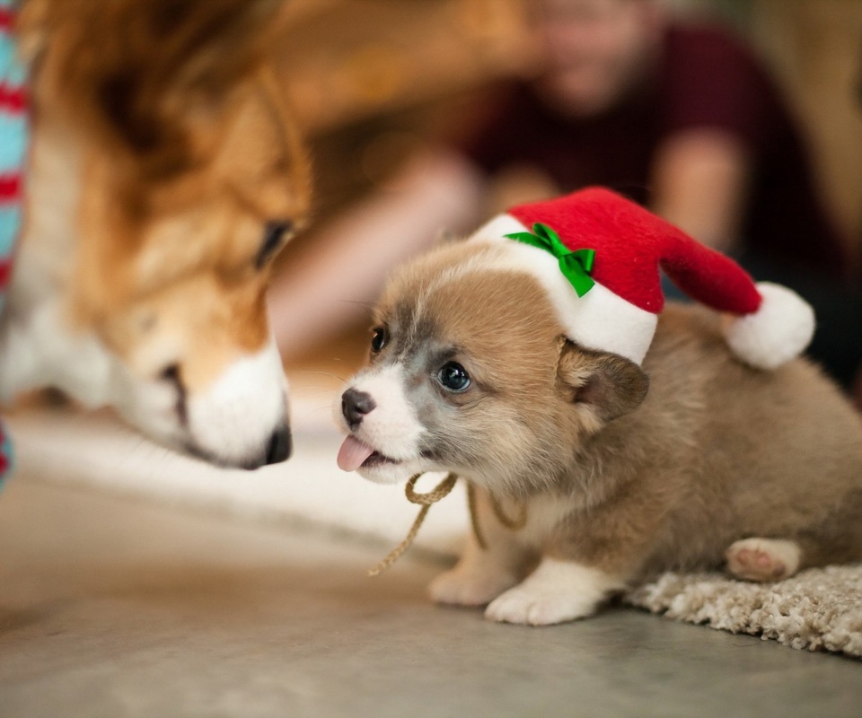 Обои Christmas Puppy Apparel 960x800
