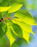 Green Cherry Leaves wallpaper 128x160