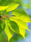 Sfondi Green Cherry Leaves 132x176