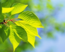 Sfondi Green Cherry Leaves 220x176