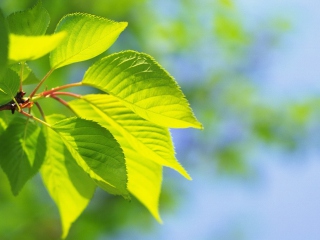 Das Green Cherry Leaves Wallpaper 320x240