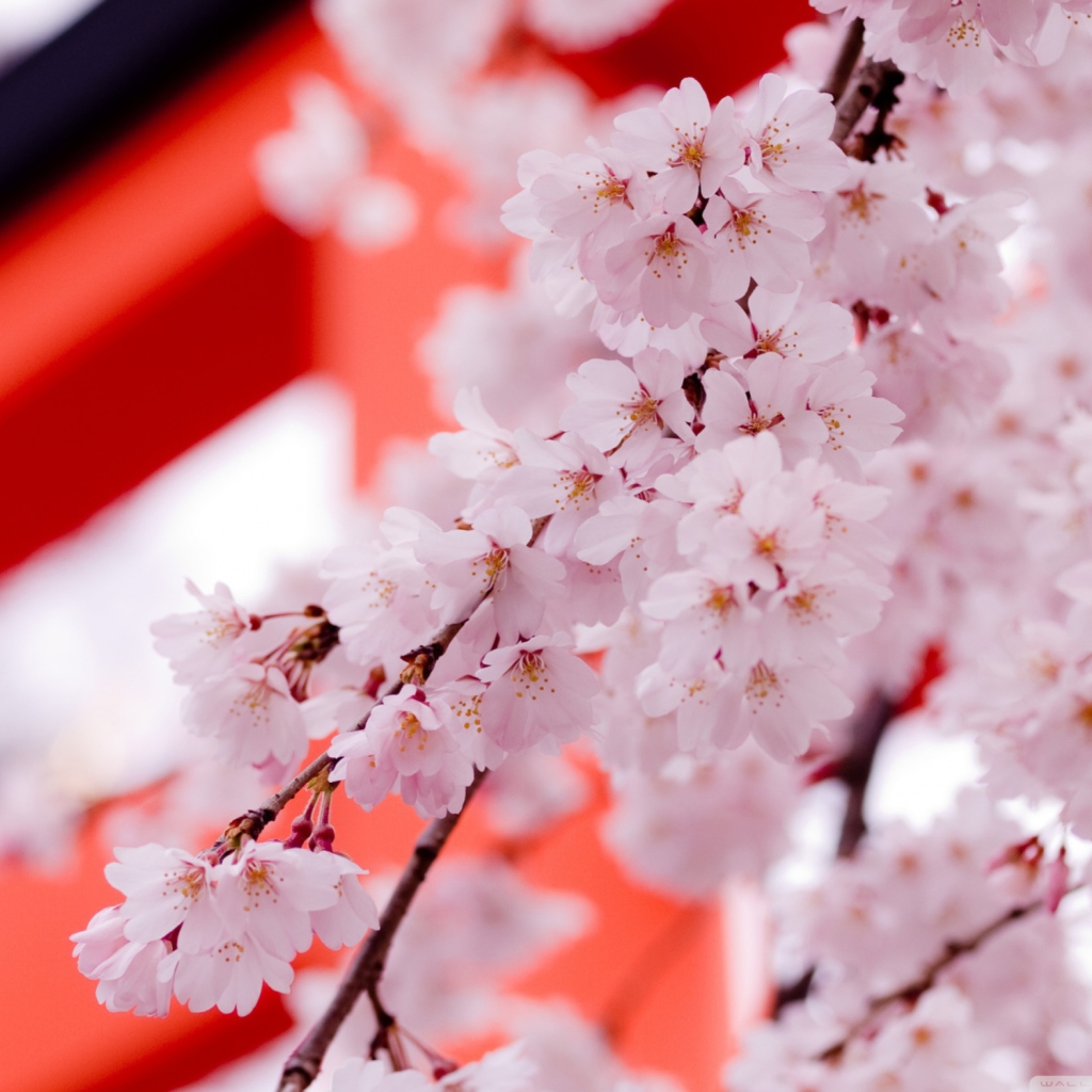 Screenshot №1 pro téma White Cherry Blossoms 1024x1024