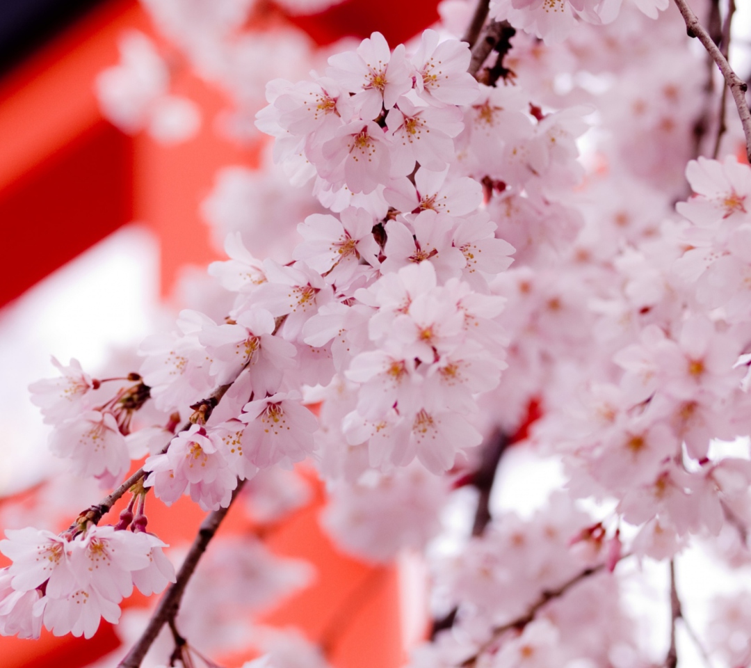 Das White Cherry Blossoms Wallpaper 1080x960