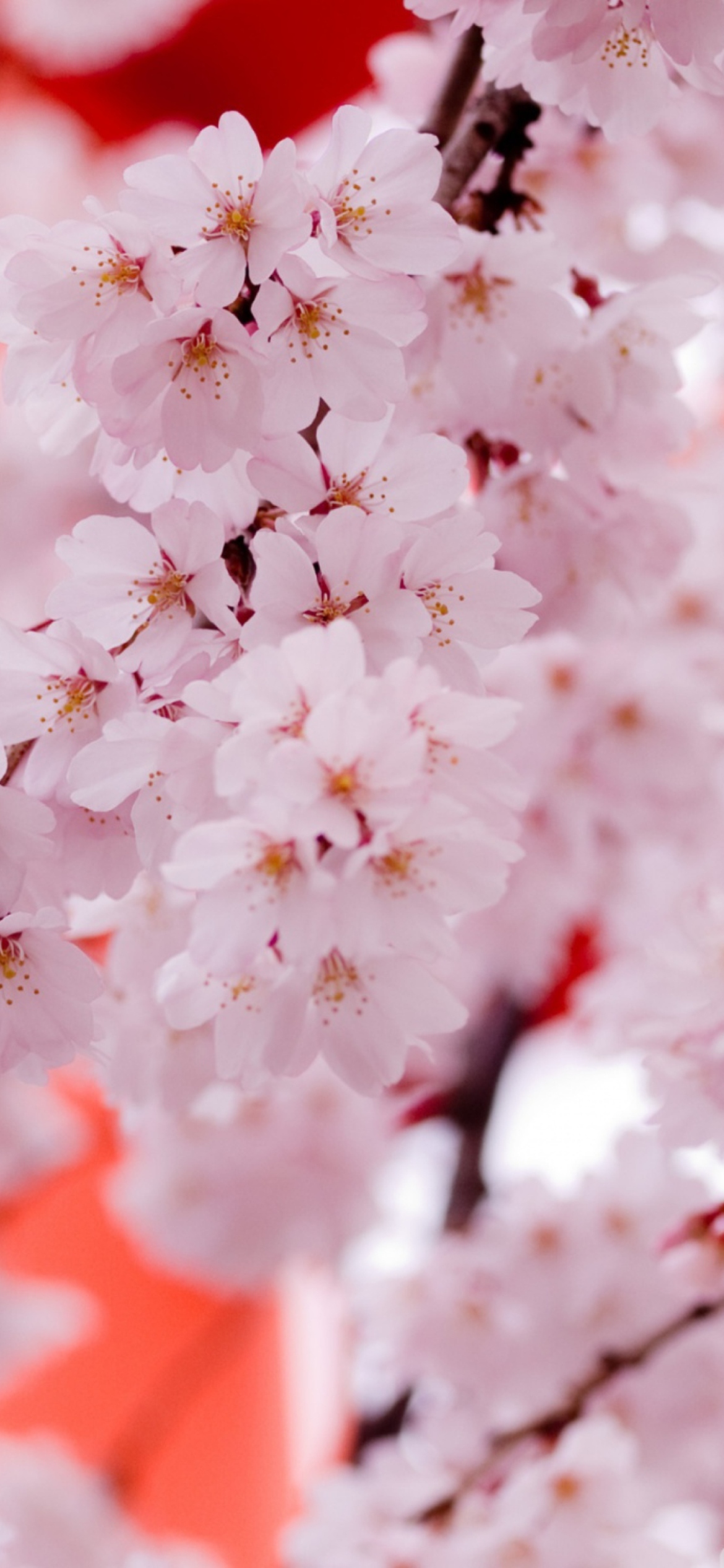 Fondo de pantalla White Cherry Blossoms 1170x2532