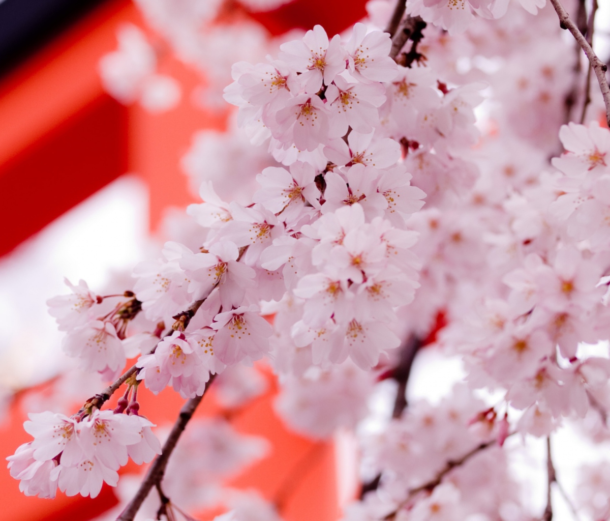 Fondo de pantalla White Cherry Blossoms 1200x1024
