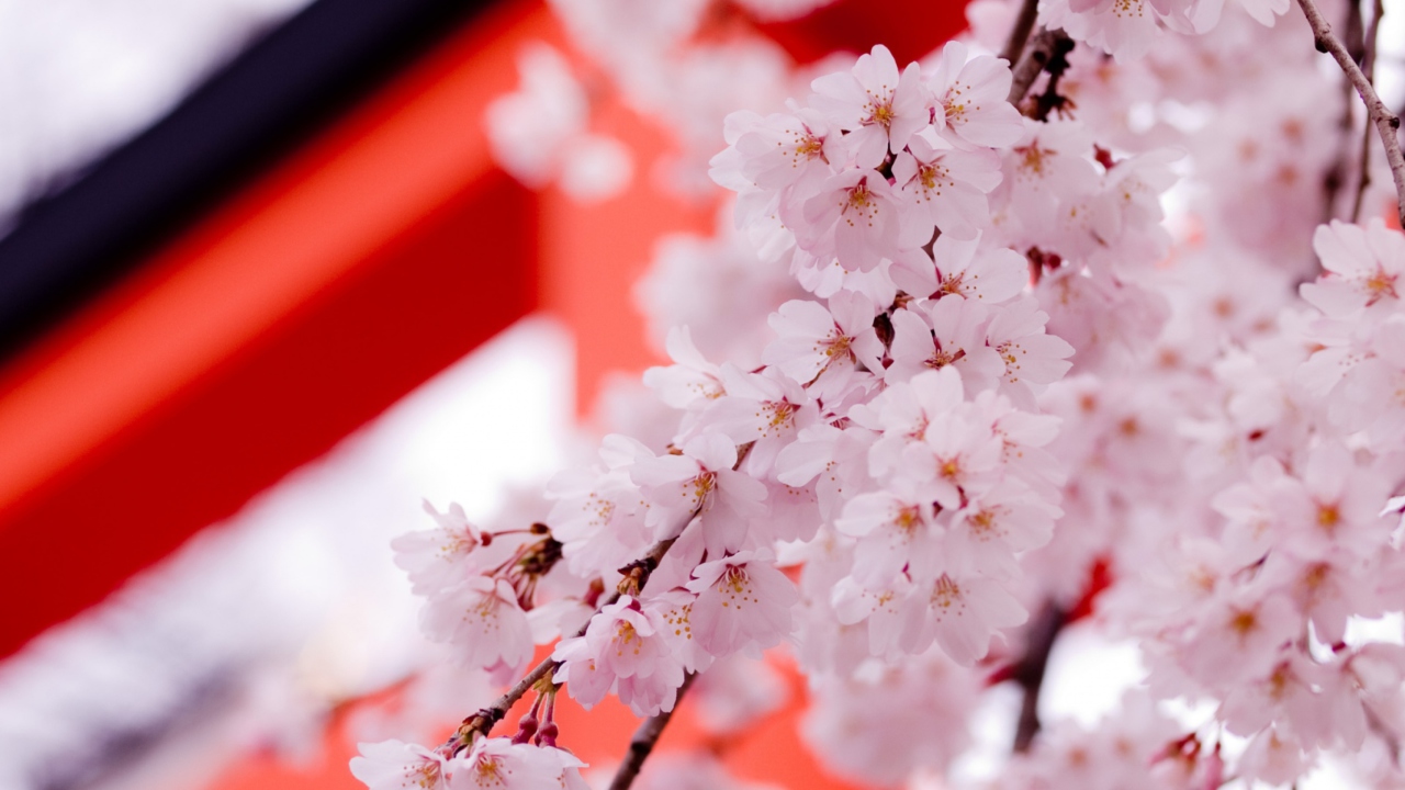 White Cherry Blossoms wallpaper 1280x720