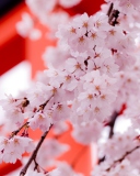 Обои White Cherry Blossoms 128x160