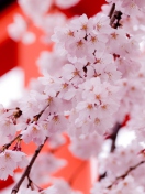 Das White Cherry Blossoms Wallpaper 132x176