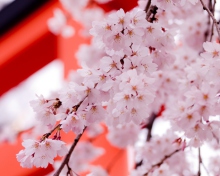 Sfondi White Cherry Blossoms 220x176