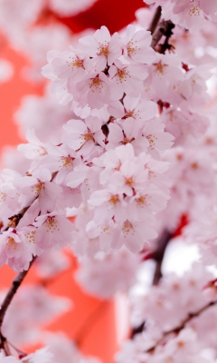 Das White Cherry Blossoms Wallpaper 240x400