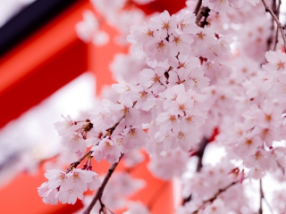 White Cherry Blossoms wallpaper 320x240