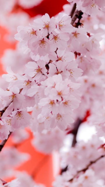 White Cherry Blossoms wallpaper 360x640