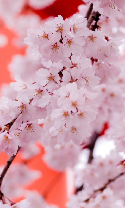 Sfondi White Cherry Blossoms 480x800
