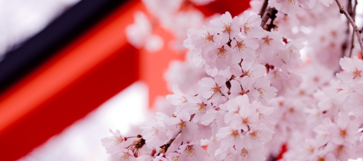 Sfondi White Cherry Blossoms 720x320