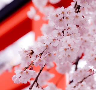 Kostenloses White Cherry Blossoms Wallpaper für iPad 3