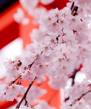 White Cherry Blossoms sfondi gratuiti per iPhone 4S