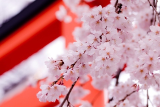 White Cherry Blossoms papel de parede para celular 