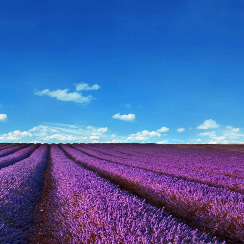 Обои Lavender Fields Location 1024x1024