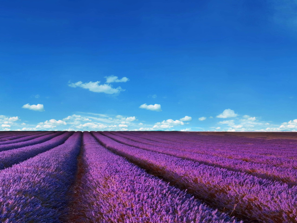 Das Lavender Fields Location Wallpaper 1024x768