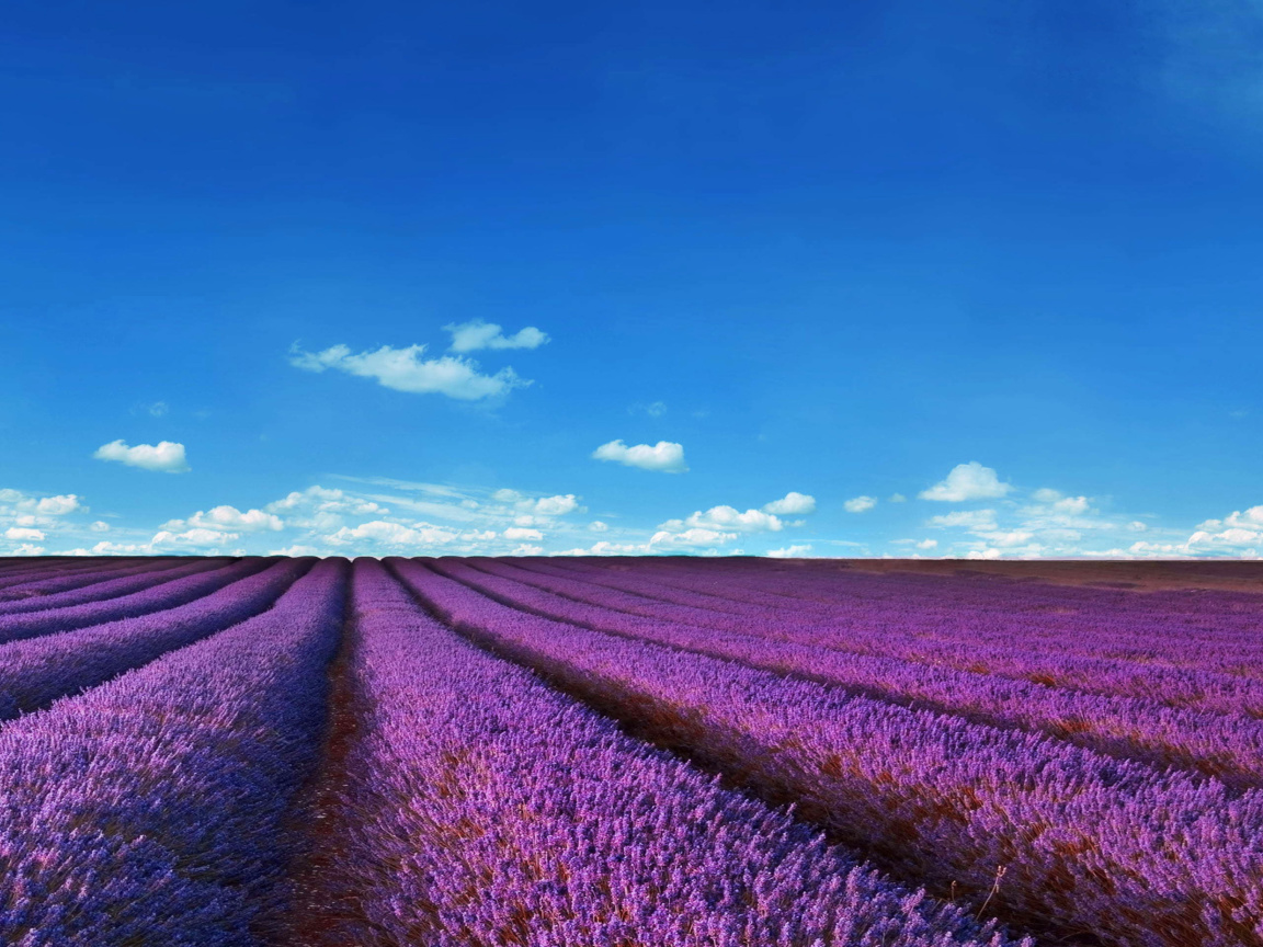 Обои Lavender Fields Location 1152x864